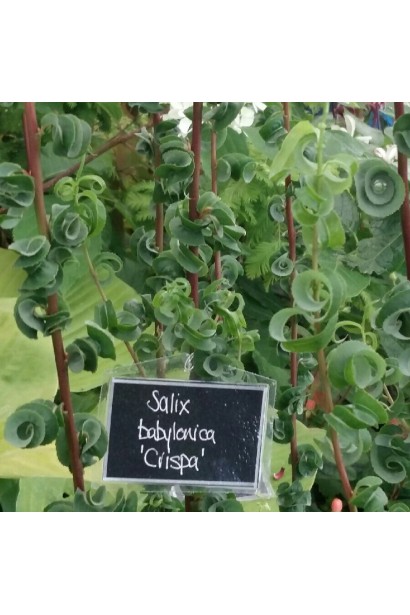 Salix babylonica Crispa